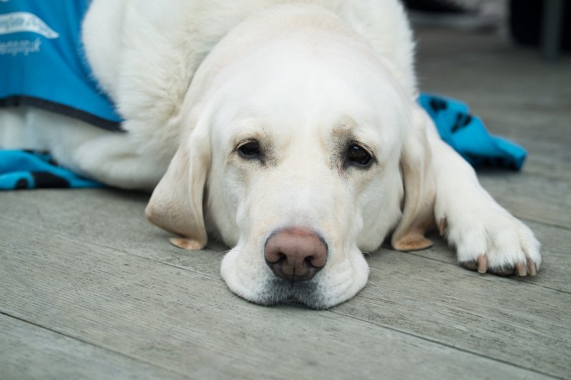 Visite vétérinaire à domicile pour votre chien à Cassis avec la clinique vétérinaire des arcades