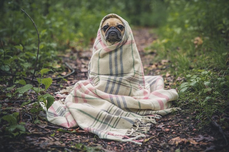 spécialiste du toilettage de gros chien à Saint-Savournin