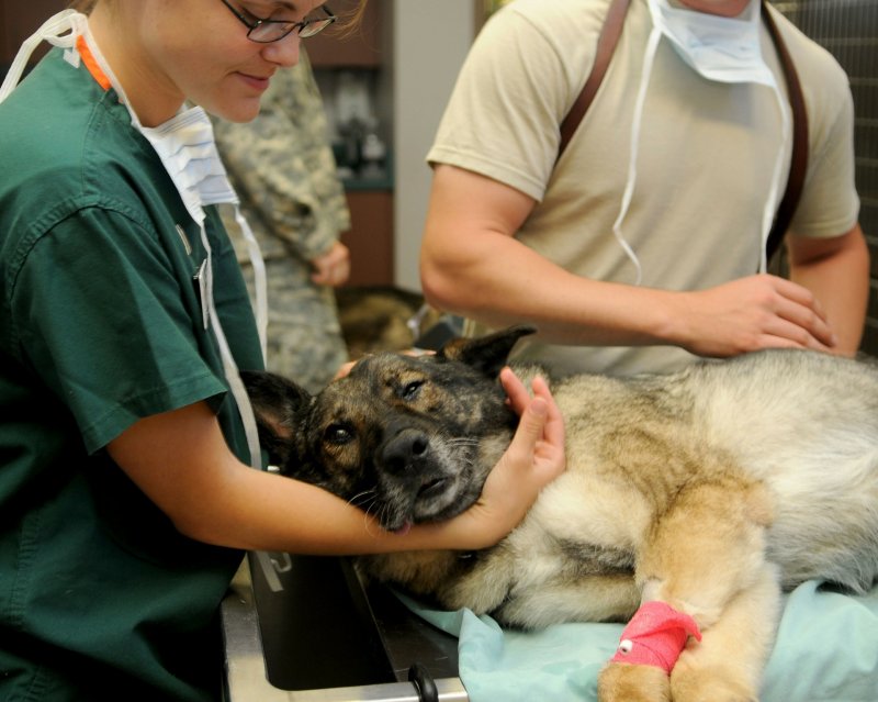 Vétérinaire animaux